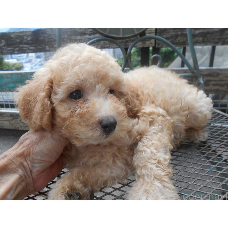 販売中の福岡県のタイニープードル-422846の3枚目